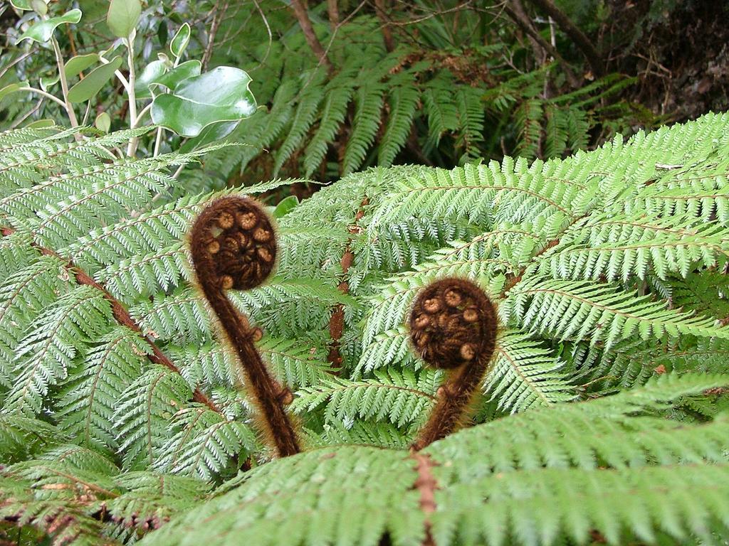 Half-moon Bay Kowhai Lane Lodge מראה חיצוני תמונה